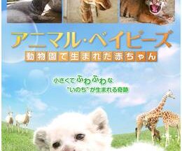 200409アニマル・ベイビーズ 動物園で生まれた赤ちゃん90