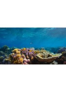 200409パフ サンゴ礁の神秘62